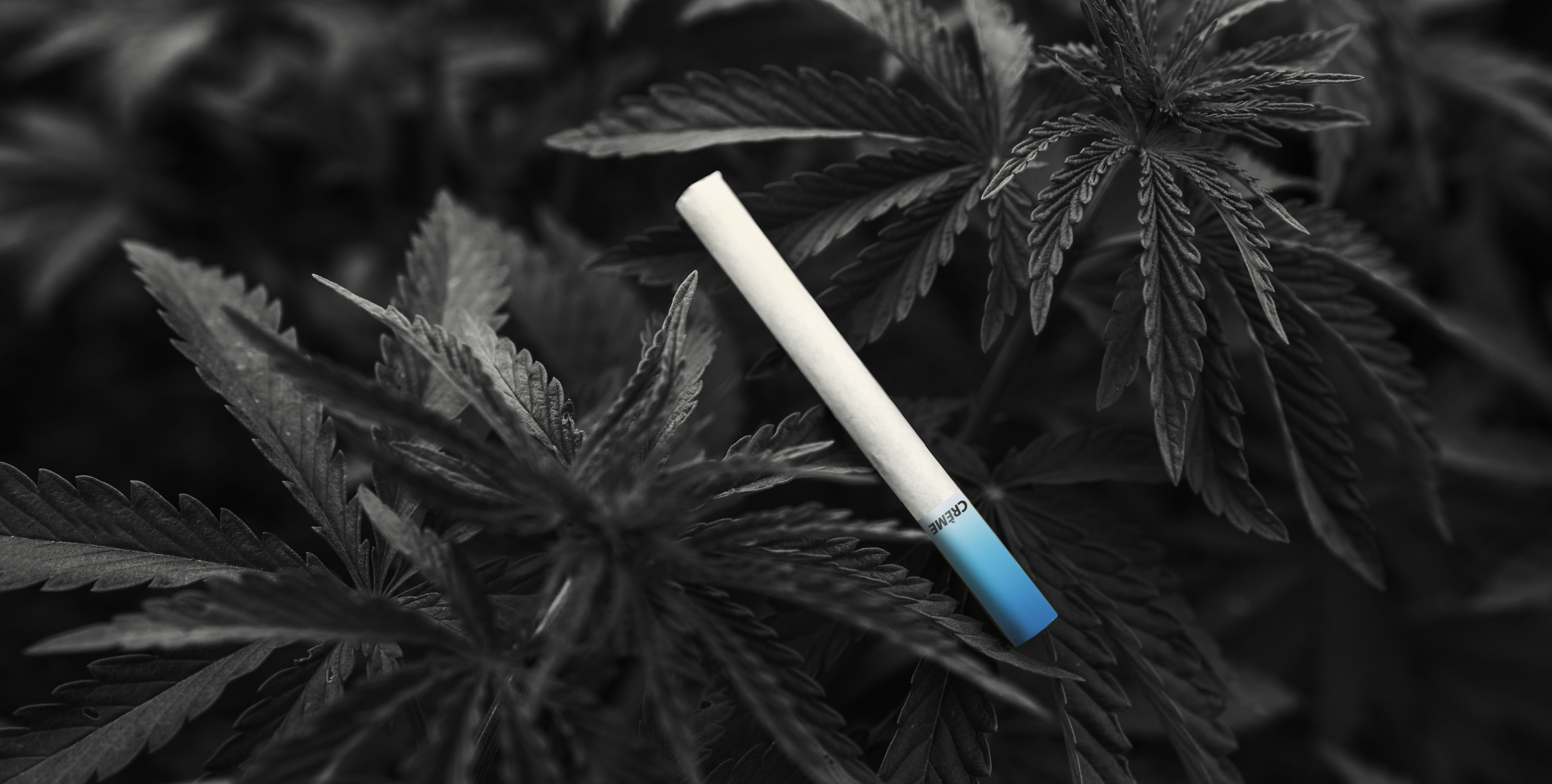 The Best CBD Cigarettes - Hemp Cigarettes - Black White Background Single Stick