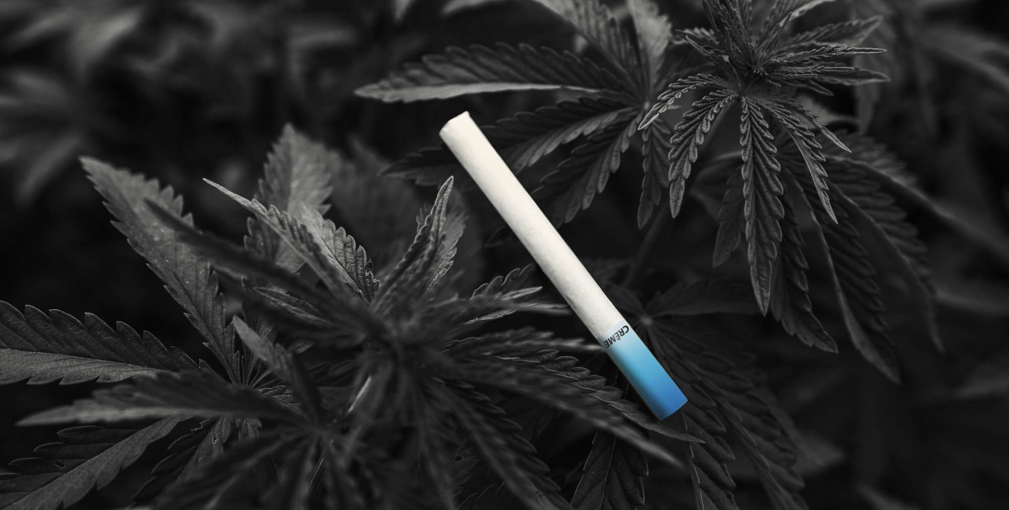 Hemp Cigarettes - The Ultimate Guide | Sugar
