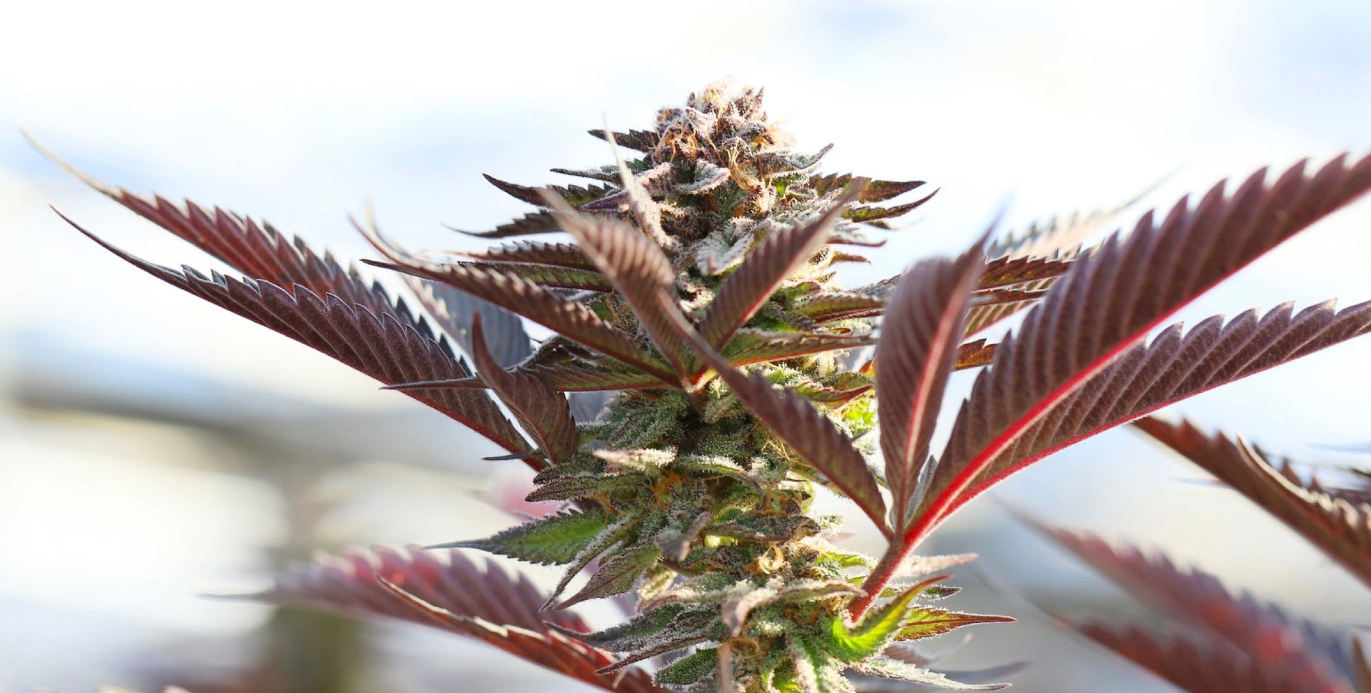 Cannabis 101: What's Hemp, Marijuana, Cannabis, CBD, and THC