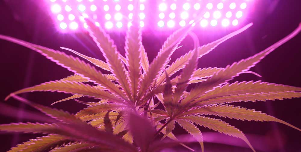 pink cannabis plant under lights