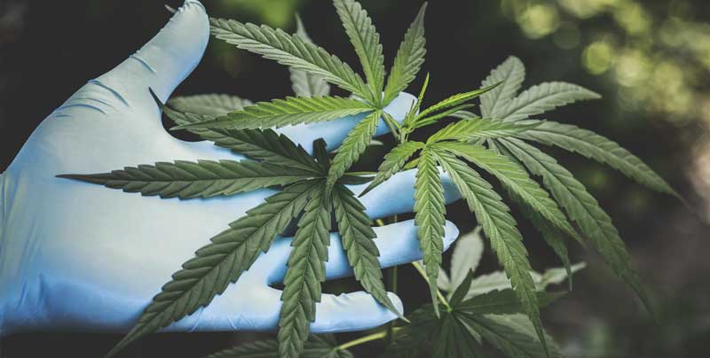 hemp flower for quitting tobacco Hemp Flower 101: Everything You Need to Know About Hemp and CBD hemp flower for quitting tobacco Hemp Flower 101: Everything You Need to Know About Hemp and CBD