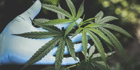 hemp flower for quitting tobacco Lemon Octane | CBD Hemp Flower 101: Everything You