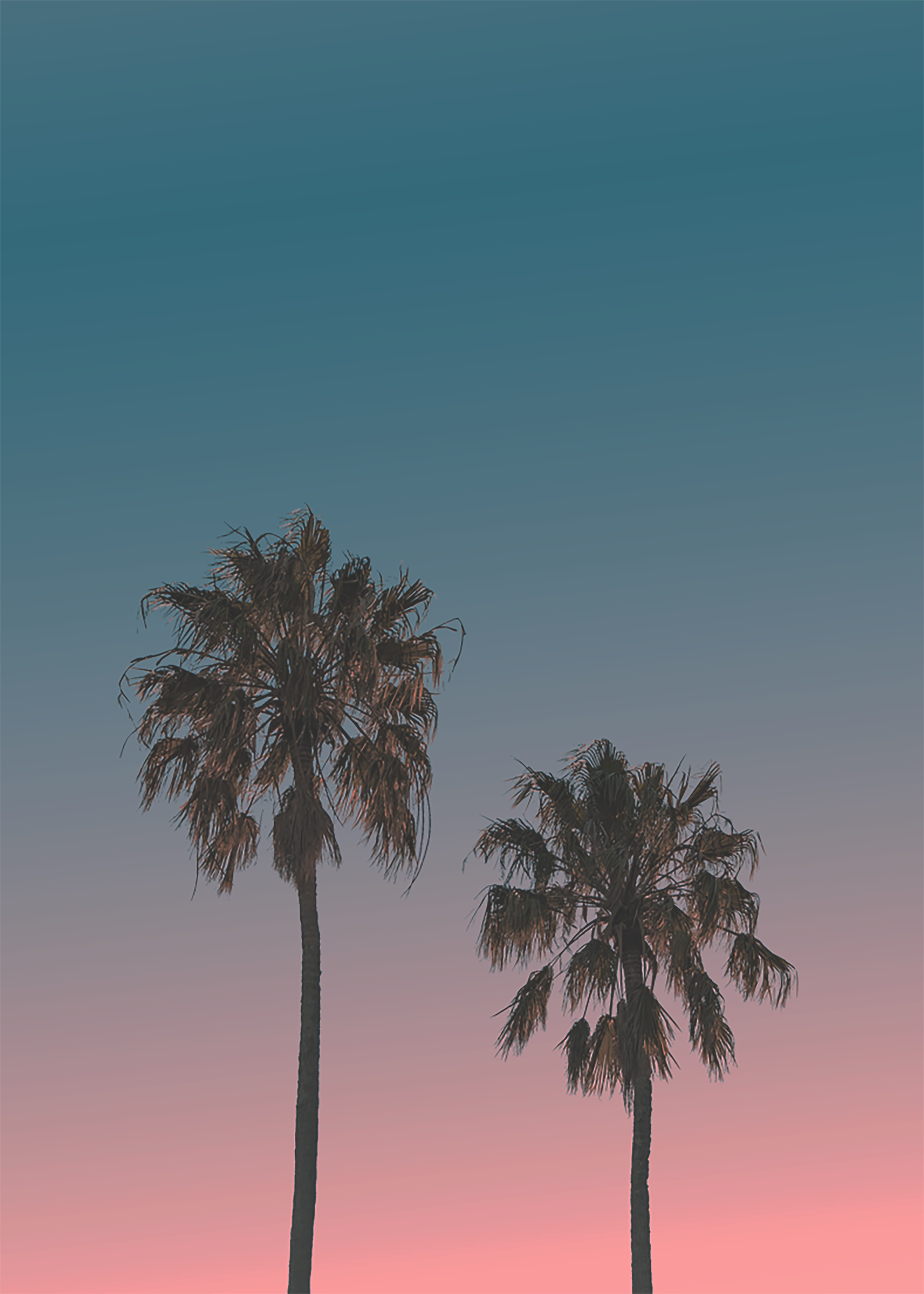 palm trees with sunset