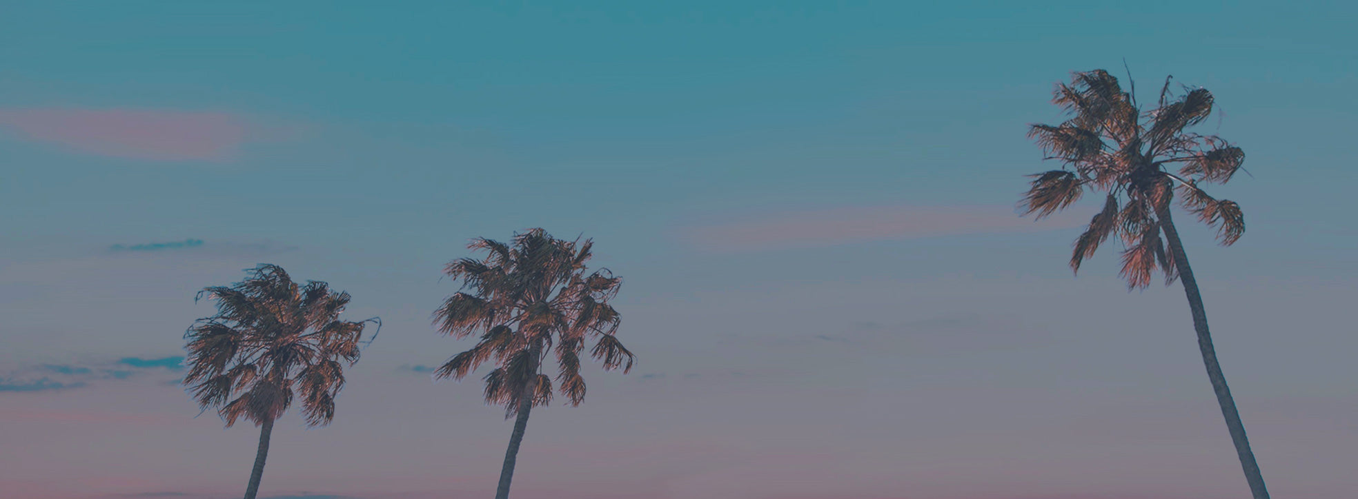 palm tree banner for contact us page