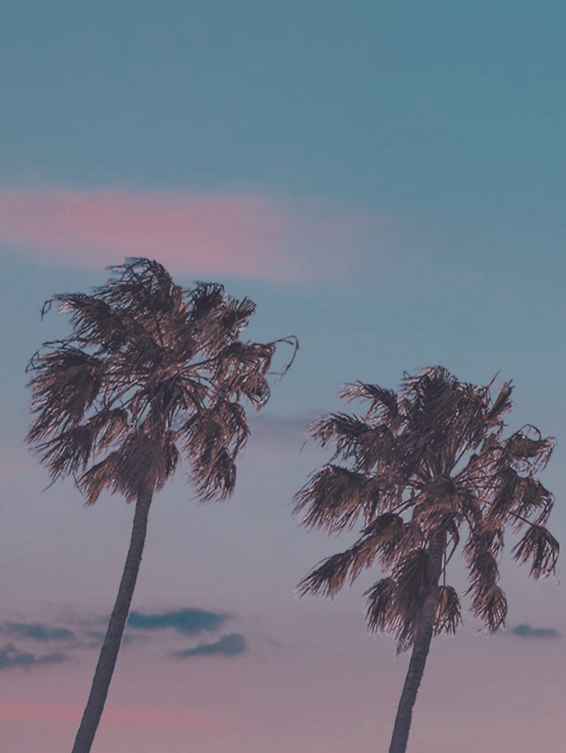 palm tree banner for mobile contact us page