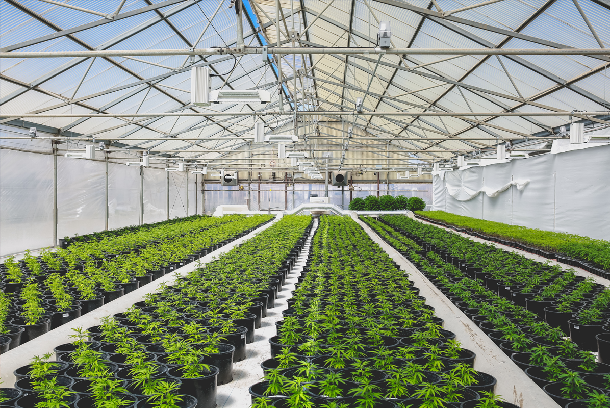 hemp greenhouse farm