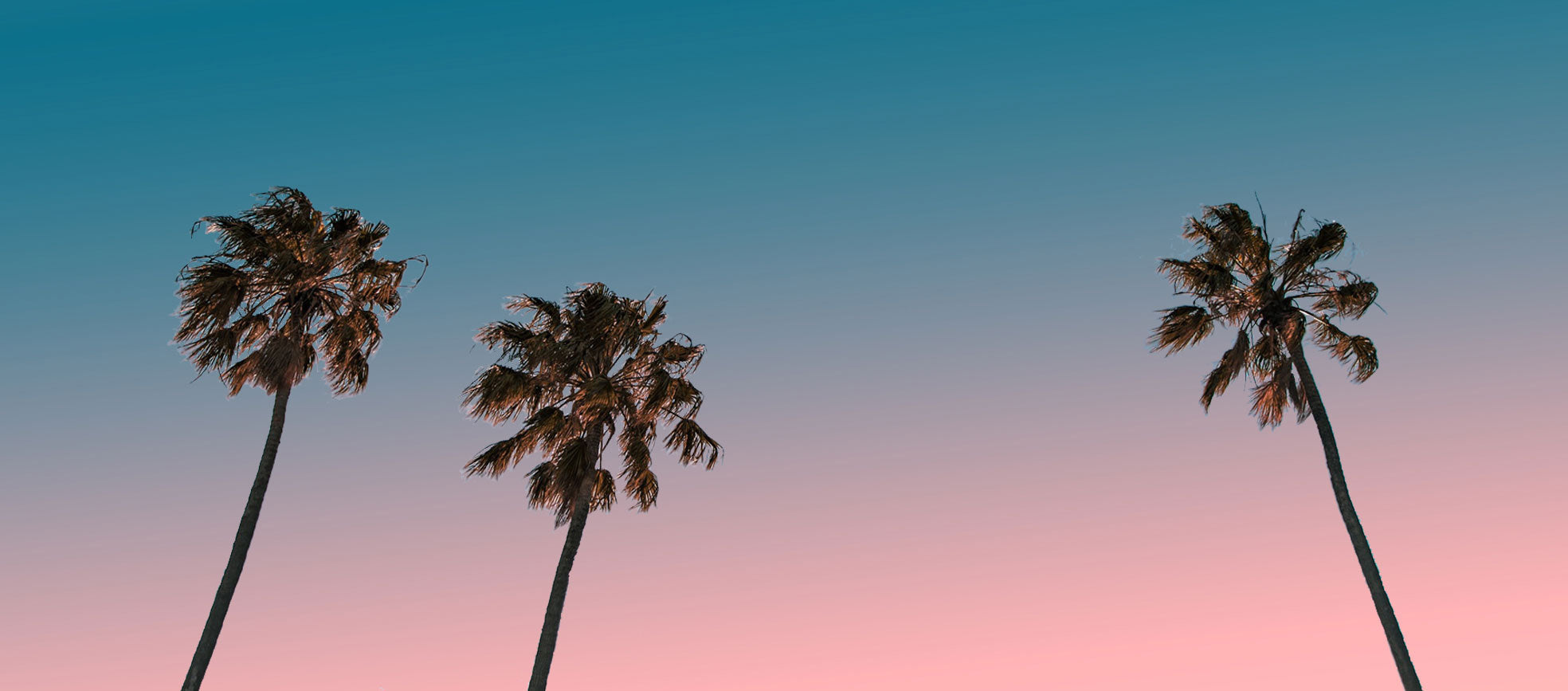 palm trees with sunset